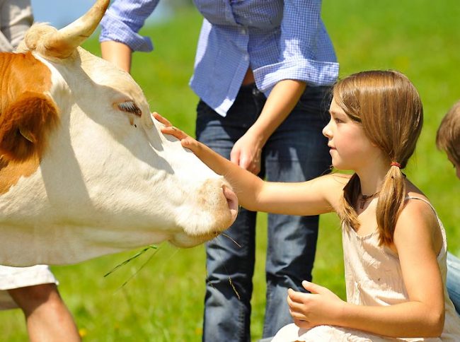 Tierische Begegnungen - die Kuh